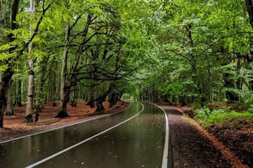 Tour in the forest of Sabadur and the chronicler of Georgia.
