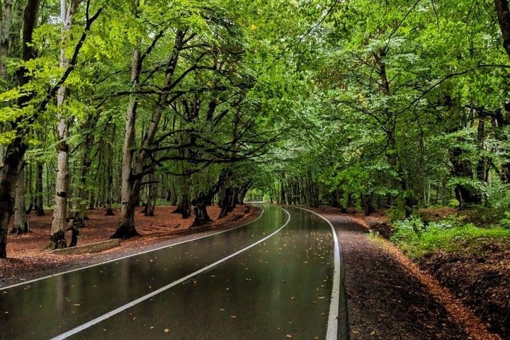 Sabaduri forest