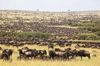 Masai mara national reserve