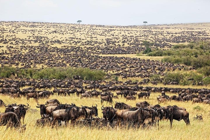 Masai mara national reserve