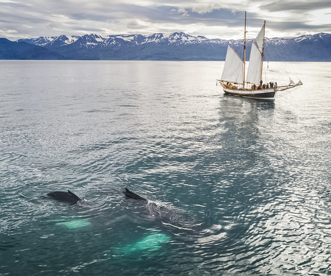 Whales and Sails photo 4
