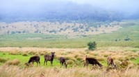 Hortan Plains & Nuwara Eliya Tour (German & English) 4