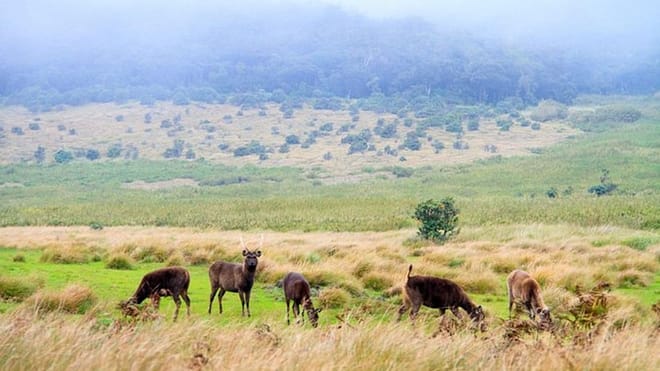 Hortan Plains & Nuwara Eliya Tour (German & English) 4