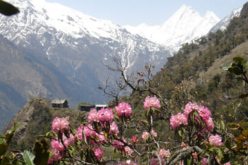 4 Days – Langtang Valley Short Trek