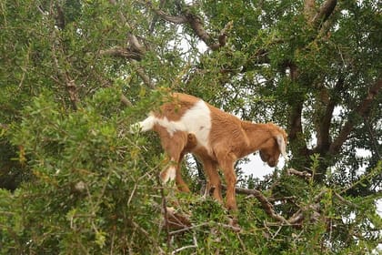 From Marrakech : Essaouira Full Day Trip & Optional Activities