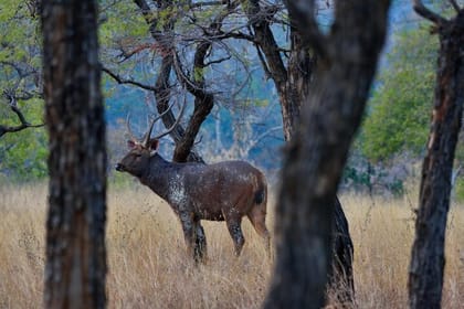 Safari in Pench National Park