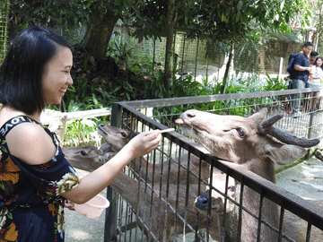 Elephant Sanctuary Experience in Lanchang, Pahang