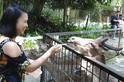 Elephant Sanctuary Experience in Lanchang, Pahang