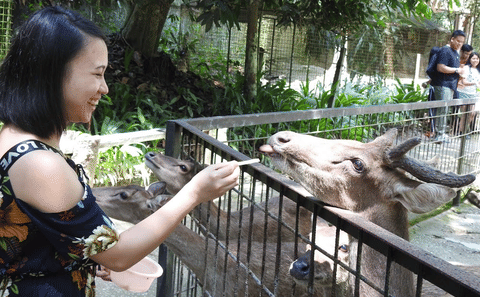 Elephant Sanctuary Experience in Lanchang, Pahang