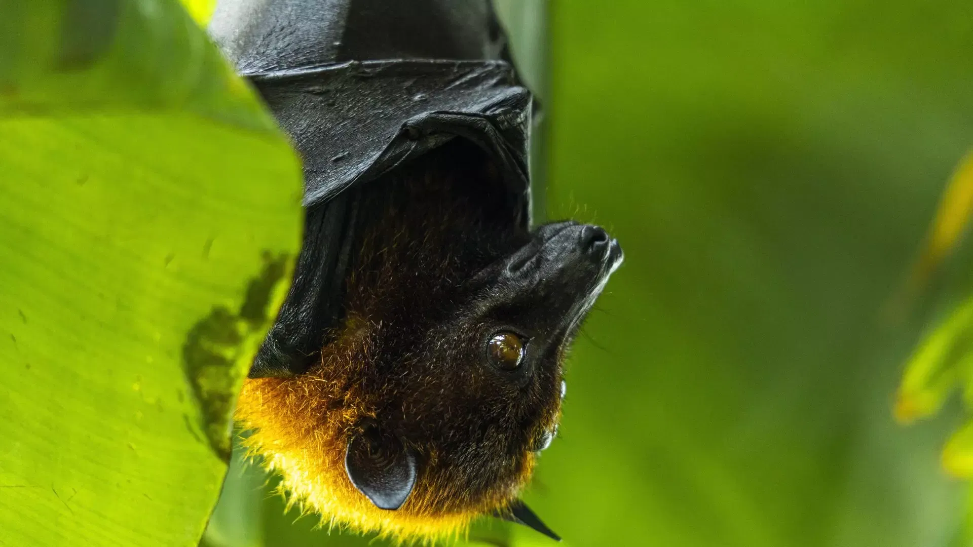 Close-up of a fruit bat with golden fur roosting beneath a large green leaf at The Green Planet Dubai