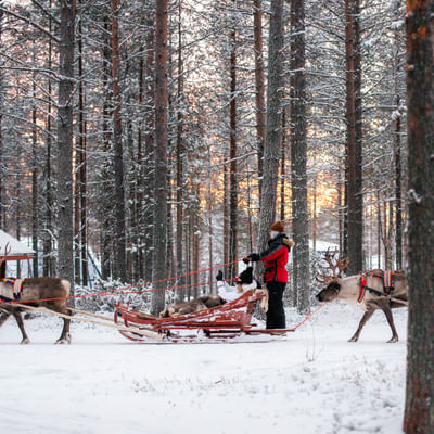 Sentiero del Bosco – Un’avventura in slitta con le renne di 800 metri nella Foresta di Babbo Natale, a Rovaniemi