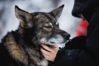 (Spanish) Husky and Reindeer Experience 8