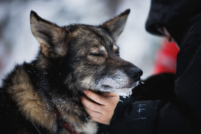 (Spanish) Husky and Reindeer Experience 8