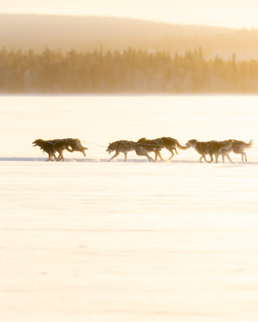 Rovaniemi: Insider Husky Sleigh Ride Adventure