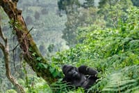 3 Days Rwanda Gorilla Trekking 9