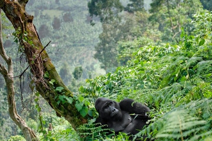 3 Days Rwanda Gorilla Trekking 9