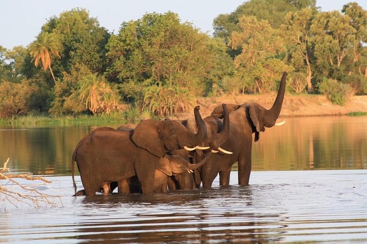 Chobe Full Day Trip