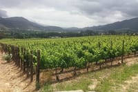 Vineyard