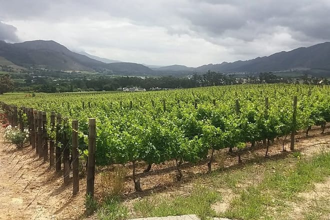 Vineyard