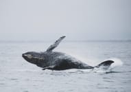 Whale  Watching from Downtown Reykjavik by RIB Speedboat  6