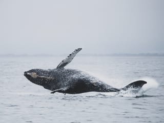 Whale Watching from Downtown Reykjavik by RIB Speedboat , photo 6