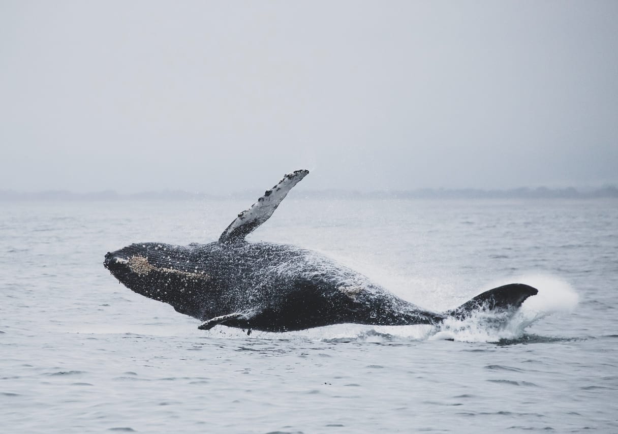 Whale  Watching from Downtown Reykjavik by RIB Speedboat  6
