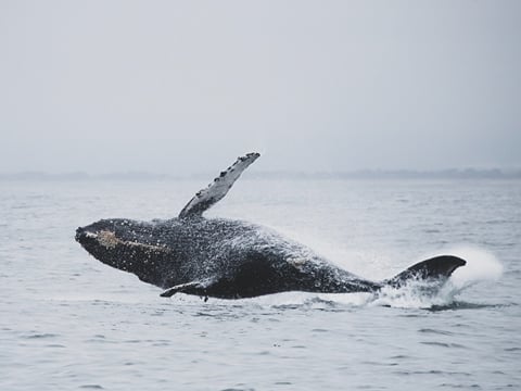 Whale Watching from Downtown Reykjavik by RIB Speedboat , photo 6