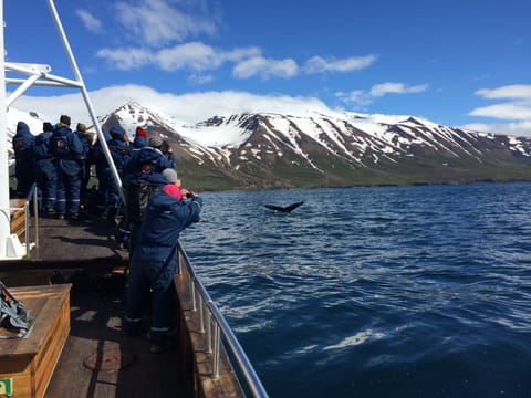 Classic Whale Watching from Dalvík, photo 2