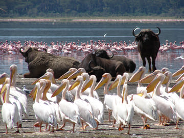 4 Days Masai Mara and Lake Nakuru Group Trip