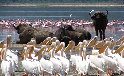 4 Days Masai Mara and Lake Nakuru Group Trip