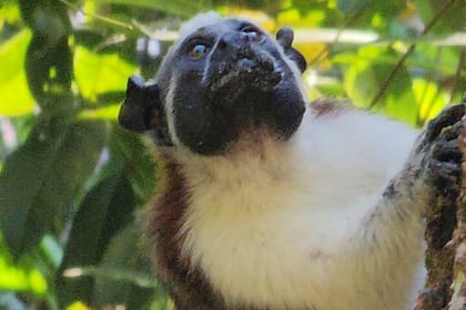 Ancon Hill Eco Walk – Sloths, Toucans & Skyline Views