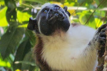 Ancon Hill Eco Walk: Wildlife Viewing and City Views in Panama City