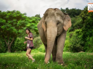 Elephant Sanctuary Half-Day Tour near Chiang Mai
