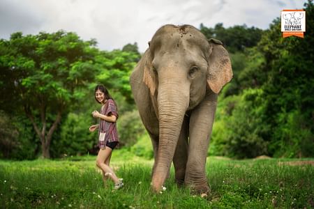Chiang Mai: Half Day Experience