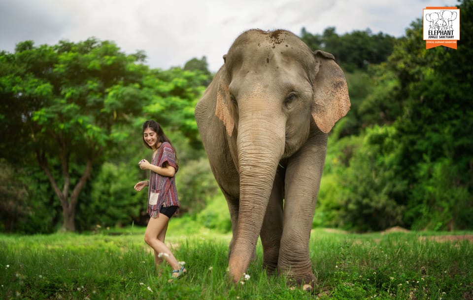 Elephant Sanctuary Half-Day Tour near Chiang Mai