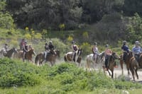 Kusadasi: Horse Riding Beach and Forest options with Transfer 5
