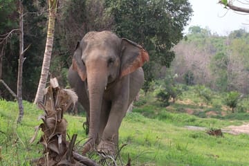 Living Green Elephant Sanctuary Experience near Bangkok & Pattaya