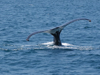 Whale Watching from Downtown Reykjavik by RIB Speedboat , photo 15