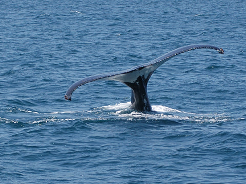 Whale Watching from Downtown Reykjavik by RIB Speedboat , photo 15