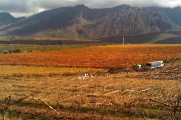 Private Full-Day Stellenbosch Wine Tour from Cape Town