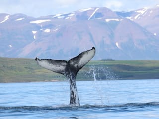 Akureyri Express Whales & Eyjafjord, photo 16
