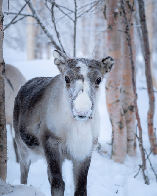 Konttaniemi: Insider Reindeer farm and ride