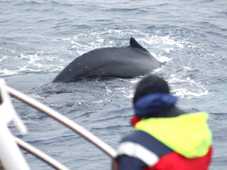 Húsavík: Small-Family Run, Responsible Whale Watching, photo 7