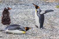 Tierra del Fuego Eco-Adventure: Beagle Channel Canoeing, Penguin Colony and Gable Island 6