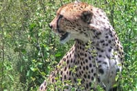 Amboseli national park