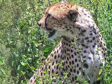 Amboseli national park