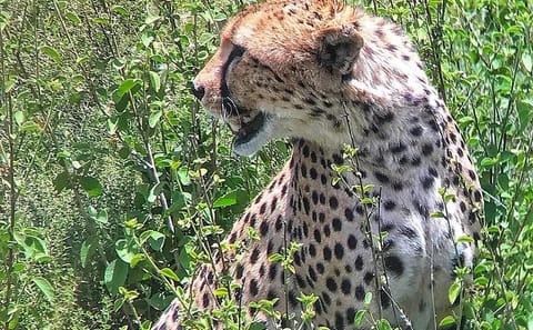 5-Day Big 5 Wildlife Safari in Amboseli and Tsavo West