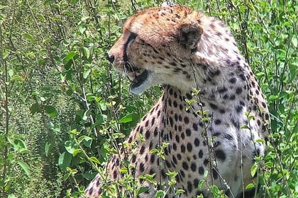 5day: Best of Kenya Big 5 Wildlife Safari to Amboseli & Tsavo West National Park