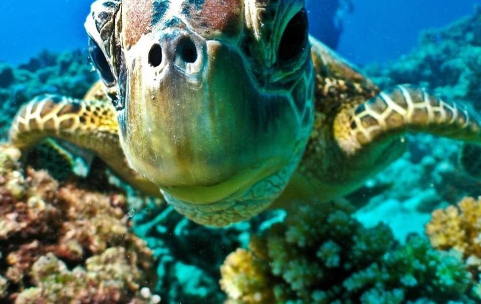 Semi Submarine Underwater Tour in Hurghada, Egypt