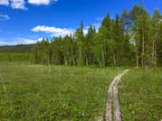 Goods of the Forest – Picking Trip of the Season’s Berries or Mushrooms, 3 Hours 6
